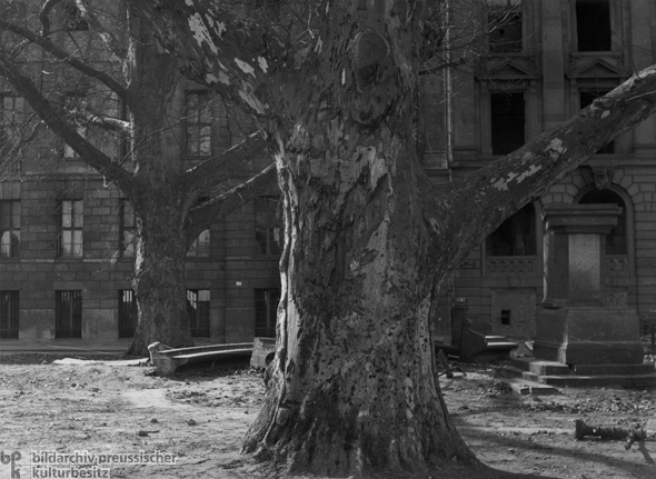 Sycamore trees in front of Darmstädter Bank (1945)